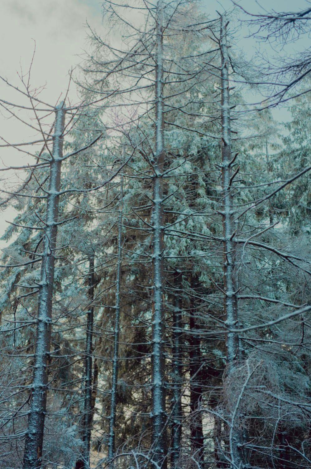 Wataha Pod Basztami - Wadera - Domki Caloroczne Radkow Bagian luar foto